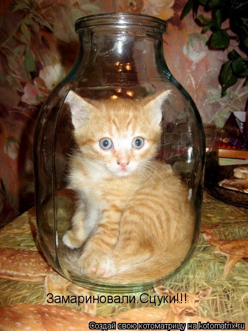 Замариновали.Сцуки!!!... Котоматрица: Замариновали.Сцуки!!!