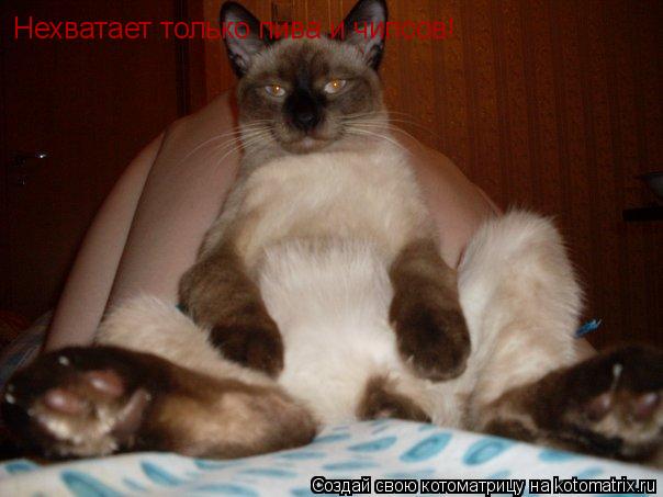 Нехватает только пива и чипсов!... Котоматрица: Нехватает только пива и чипсов!