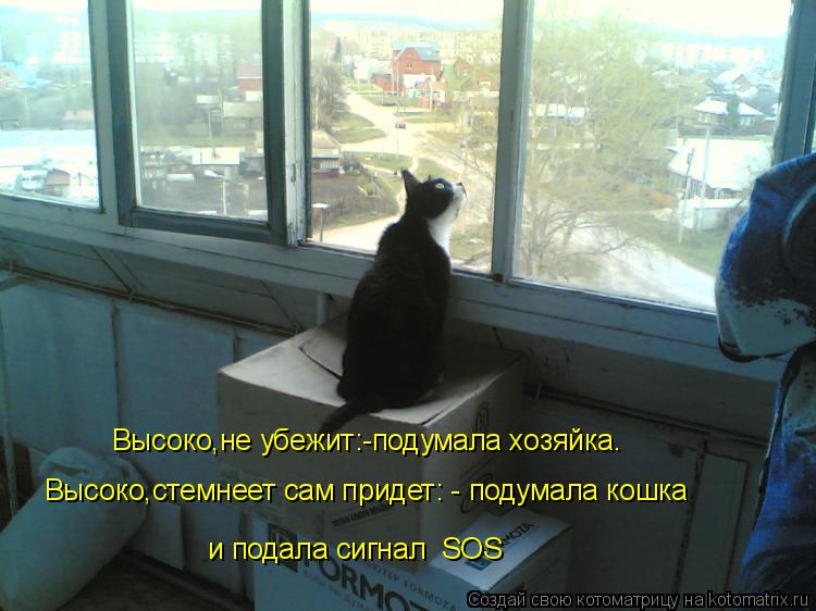 Котоматрица: и подала сигнал  SOS Высоко,не убежит:-подумала хозяйка. Высоко,стемнеет сам придет: - подумала кошка