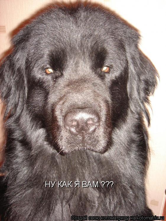НУ КАК Я ВАМ ???... Котоматрица: НУ КАК Я ВАМ ???