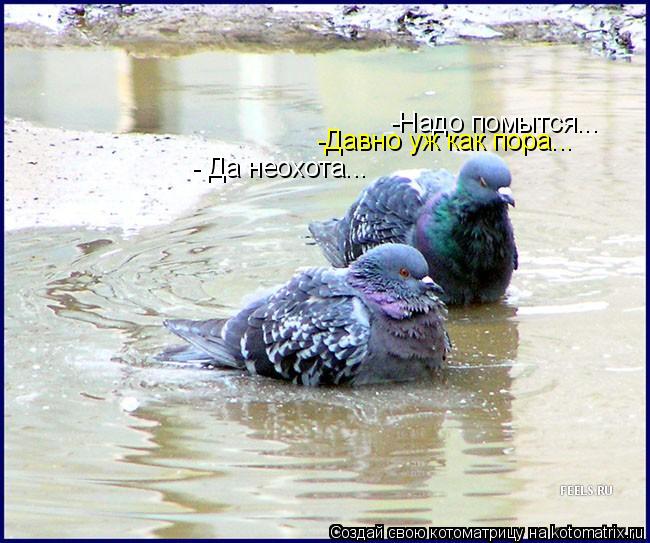 -Надо помытся... -Давно уж как пора... -Давно уж как пора... - Да неохота...... Котоматрица: -Надо помытся... -Давно уж как пора... -Давно уж как пора... - Да неохота...