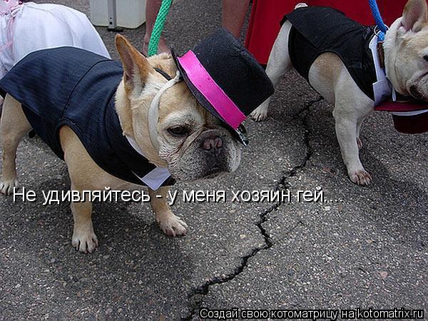 Не удивляйтесь - у меня хозяин гей....... Котоматрица: Не удивляйтесь - у меня хозяин гей....