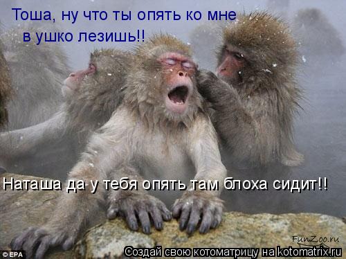 Тоша, ну что ты опять ко мне в ушко лезишь!! Наташа да у тебя опять там блоха сидит!!... Котоматрица: Тоша, ну что ты опять ко мне в ушко лезишь!! Наташа да у тебя опять там блоха сидит!!