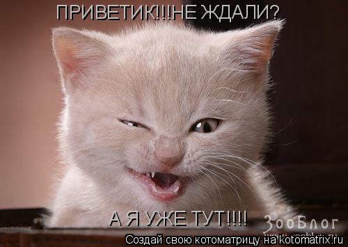 ПРИВЕТИК!!!НЕ ЖДАЛИ? А Я УЖЕ ТУТ!!!!... Котоматрица: ПРИВЕТИК!!!НЕ ЖДАЛИ? А Я УЖЕ ТУТ!!!!