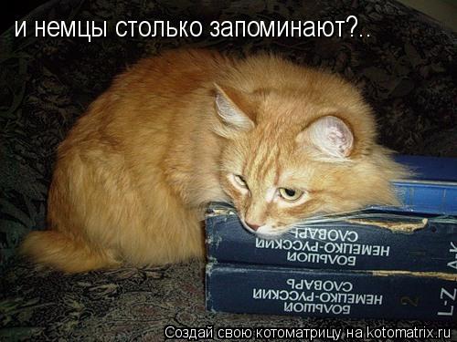 и немцы столько запоминают?..... Котоматрица: и немцы столько запоминают?..