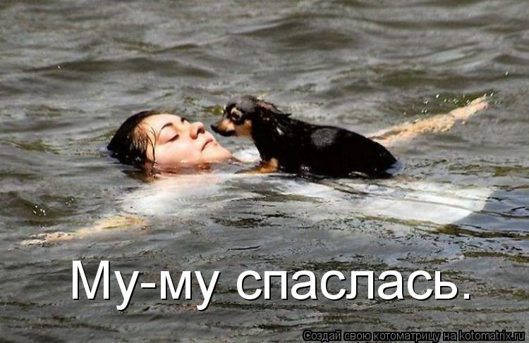 Му-му спаслась.... Котоматрица: Му-му спаслась.