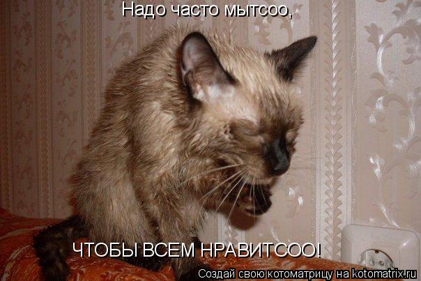Котоматрица: Надо часто мытсоо, ЧТОБЫ ВСЕМ НРАВИТСОО!