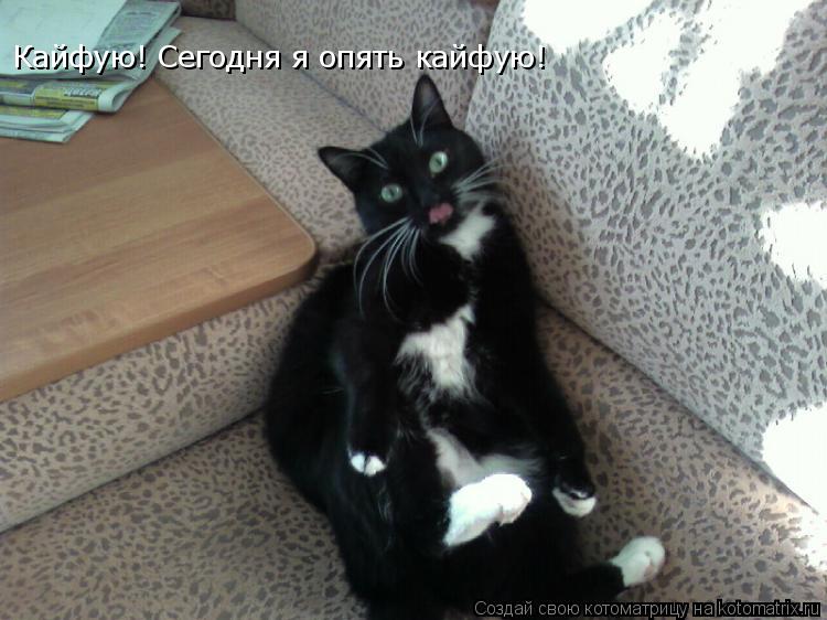 Кайфую! Сегодня я опять кайфую!... Котоматрица: Кайфую! Сегодня я опять кайфую!