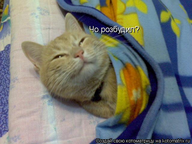 Котоматрица: Чо розбудил?