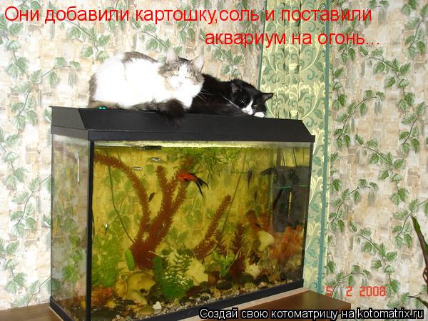 Они добавили картошку,соль и поставили аквариум на огонь...... Котоматрица: Они добавили картошку,соль и поставили аквариум на огонь...