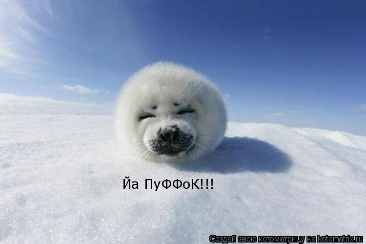 Котоматрица: Йа ПуФФоК!!!