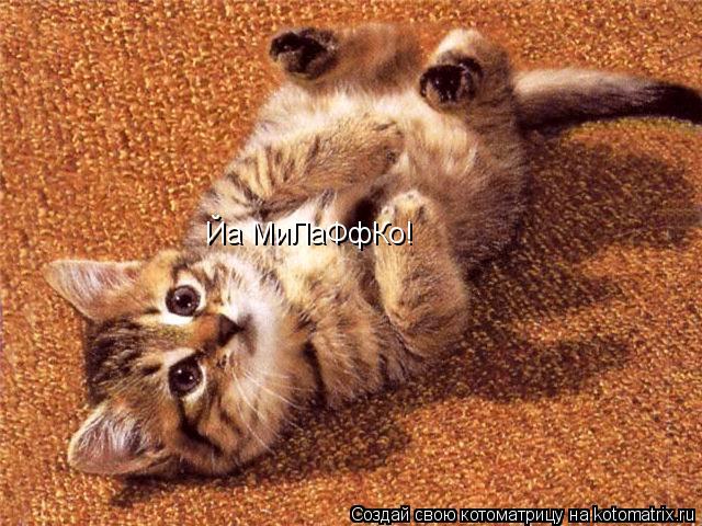 Котоматрица: Йа МиЛаФфКо!