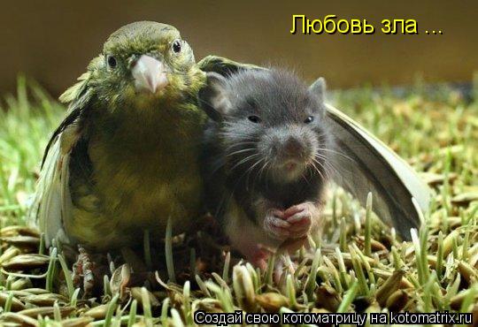 Котоматрица: Любовь зла ...