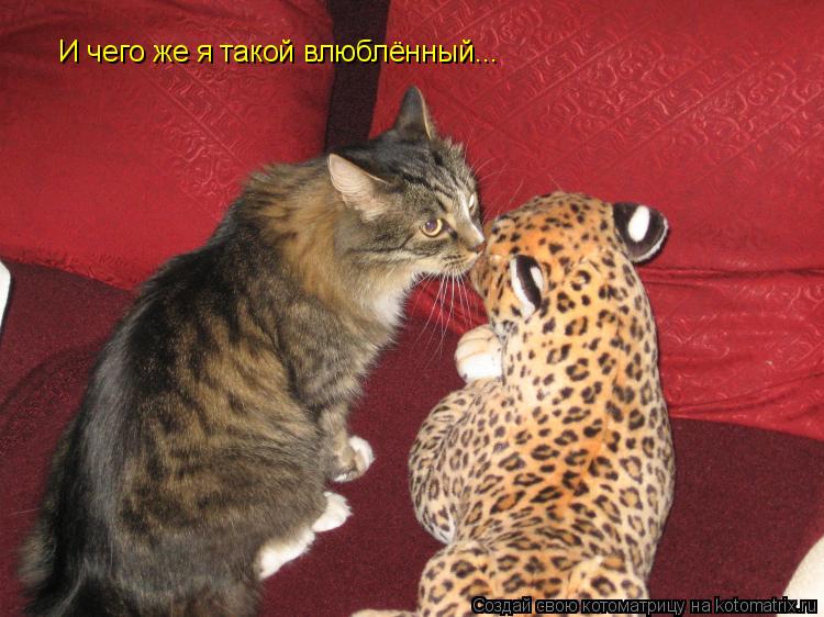 И чего же я такой влюблённый...... Котоматрица: И чего же я такой влюблённый...