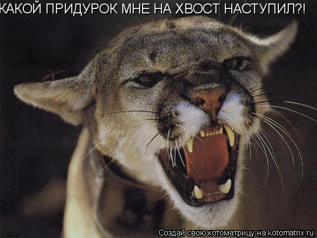 Котоматрица: КАКОЙ ПРИДУРОК МНЕ НА ХВОСТ НАСТУПИЛ?!