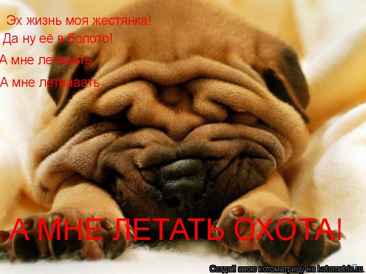 Эх жизнь моя жестянка! Да ну её в болото! А мне летааать А мне летаааать А МНЕ ЛЕТАТЬ ОХОТА!... Котоматрица: Эх жизнь моя жестянка! Да ну её в болото! А мне летааать А мне летаааать А МНЕ ЛЕТАТЬ ОХОТА!