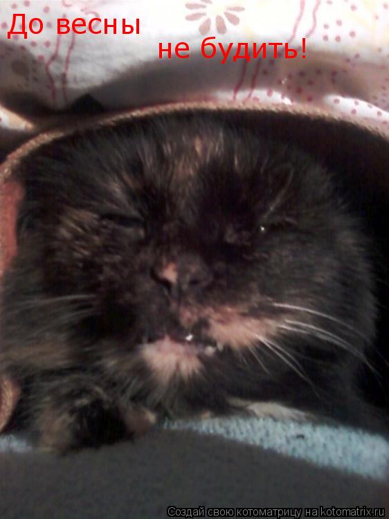 Котоматрица: До весны  не будить !