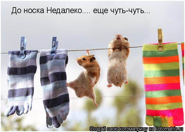 До носка Недалеко.... еще чуть-чуть...... Котоматрица: До носка Недалеко.... еще чуть-чуть...