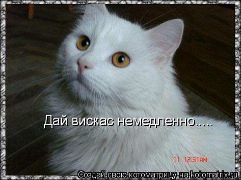 Котоматрица: Дай вискас немедленно.....