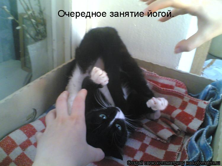 Котоматрица: Очередное занятие йогой.