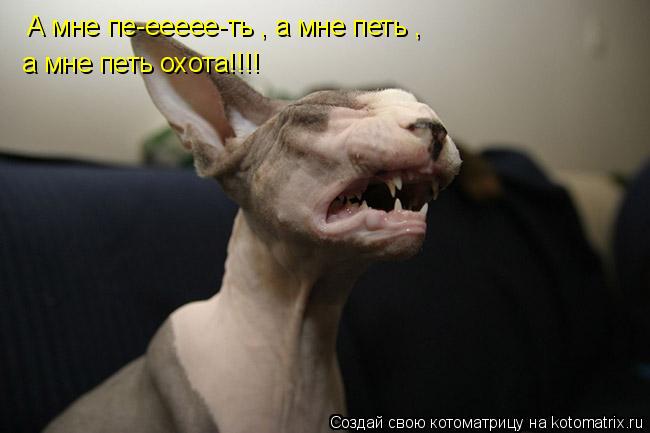 Котоматрица: А мне пе-еееее-ть , а мне петь ,  а мне петь охота!!!!