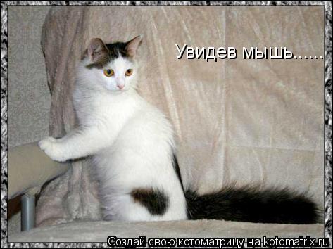 Увидев мышь......... Котоматрица: Увидев мышь......
