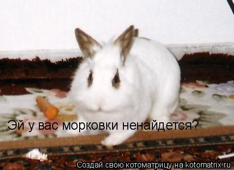 Эй у вас морковки ненайдется?... Котоматрица: Эй у вас морковки ненайдется?