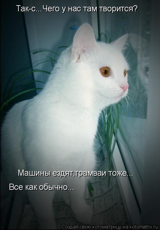 Так-с...Чего у нас там творится? Машины ездят,трамваи тоже... Все как обычно...... Котоматрица: Так-с...Чего у нас там творится? Машины ездят,трамваи тоже... Все как обычно...