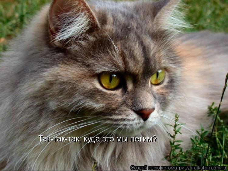 Так-так-так, куда это мы летим?... Котоматрица: Так-так-так, куда это мы летим?
