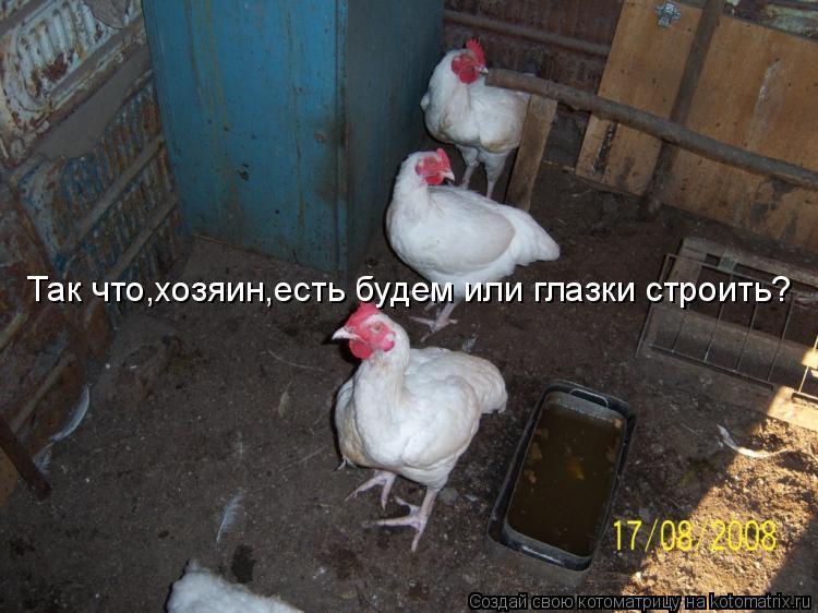 Так что,хозяин,есть будем или глазки строить?... Котоматрица: Так что,хозяин,есть будем или глазки строить?