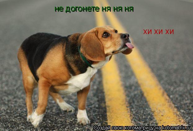 не догонете ня ня ня хи хи хи... Котоматрица: не догонете ня ня ня хи хи хи