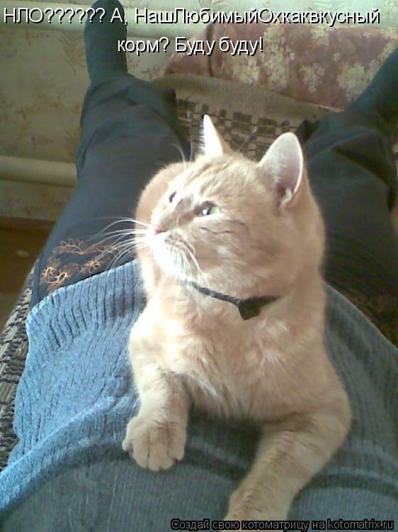 Котоматрица: НЛО?????? А, НашЛюбимыйОхкаквкусный  корм? Буду буду!