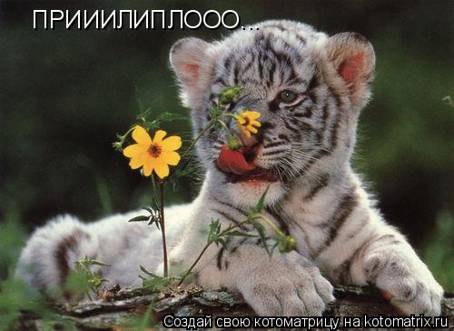 Котоматрица: ПРИИИЛИПЛООО...