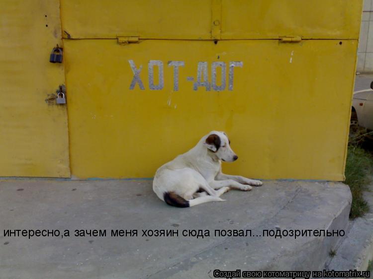 интересно,а зачем меня хозяин сюда позвал...подозрительно... Котоматрица: интересно,а зачем меня хозяин сюда позвал...подозрительно