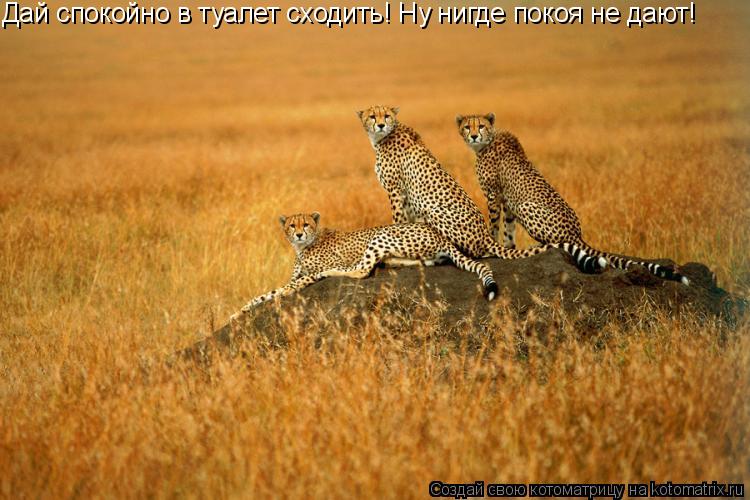 Котоматрица: Дай спокойно в туалет сходить! Ну нигде покоя не дают!