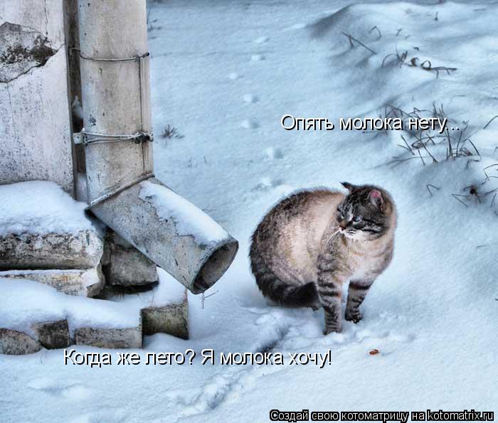 Опять молока нету... Когда же лето? Я молока хочу!... Котоматрица: Опять молока нету... Когда же лето? Я молока хочу!