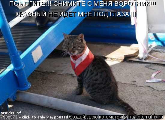 ПОМОГИТЕ!!! СНИМИТЕ С МЕНЯ ВОРОТНИК!!! КРАСНЫЙ НЕ ИДЕТ МНЕ ПОД ГЛАЗА!!!... Котоматрица: ПОМОГИТЕ!!! СНИМИТЕ С МЕНЯ ВОРОТНИК!!! КРАСНЫЙ НЕ ИДЕТ МНЕ ПОД ГЛАЗА!!!