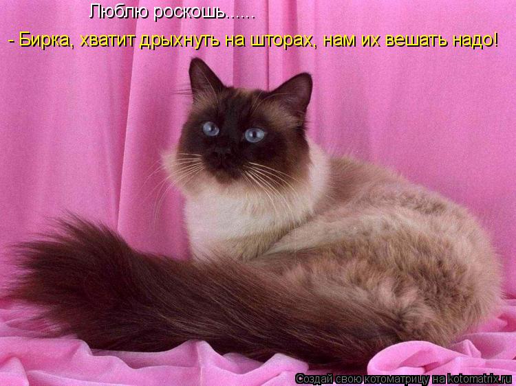 Котоматрица: Люблю роскошь......  - Бирка, хватит дрыхнуть на шторах, нам их вешать надо!