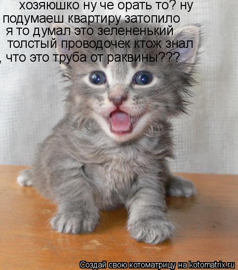 хозяюшко ну че орать то? ну подумаеш квартиру затопило я то думал это зелененький толстый проводочек... Котоматрица: хозяюшко ну че орать то? ну подумаеш квартиру затопило я то думал это зелененький толстый проводочек ктож знал , что это труба от раквины???