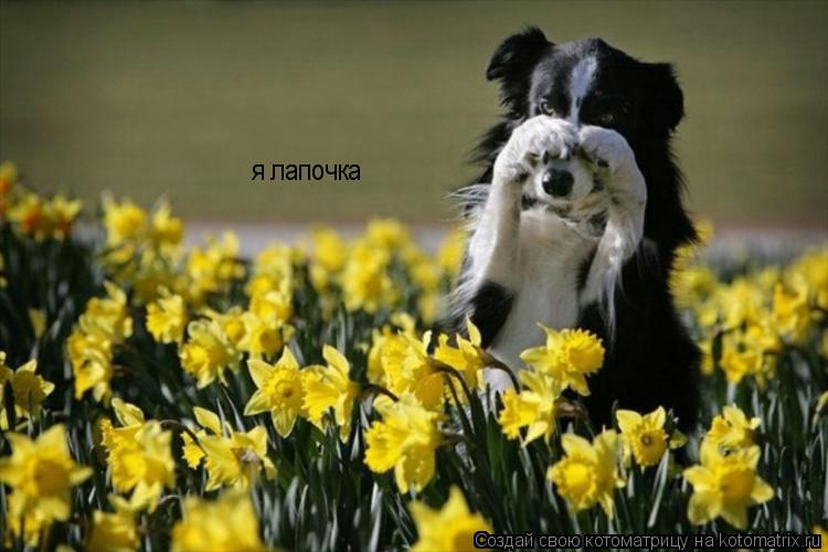 я лапочка... Котоматрица: я лапочка