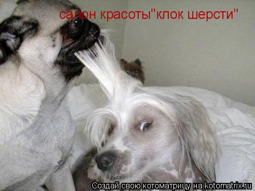 салон красоты"клок шерсти"... Котоматрица: салон красоты"клок шерсти"