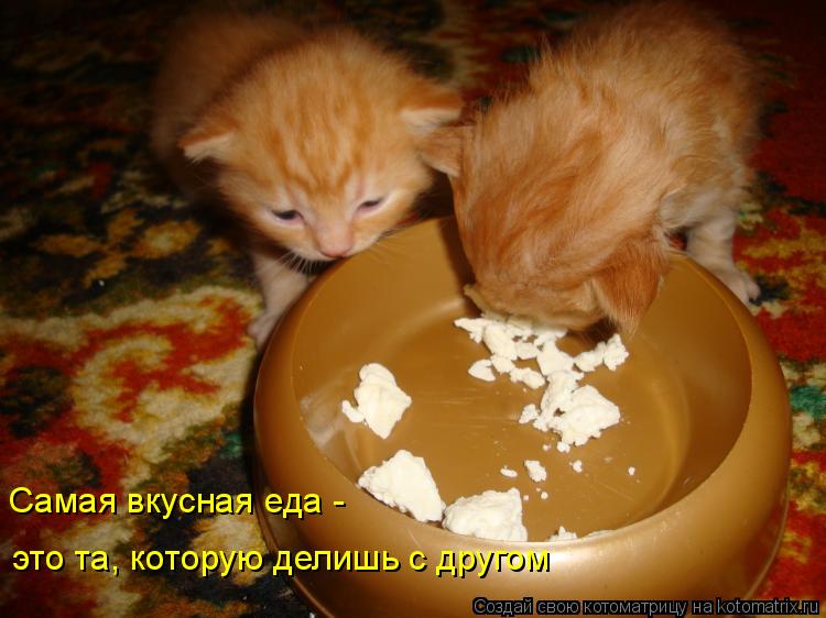 Самая вкусная еда - это та, которую делишь с другом... Котоматрица: Самая вкусная еда - это та, которую делишь с другом