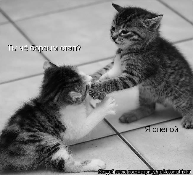 Ты чё борзым стал? Я слепой... Котоматрица: Ты чё борзым стал? Я слепой