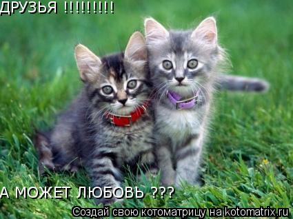 ДРУЗЬЯ !!!!!!!!! А МОЖЕТ ЛЮБОВЬ ???... Котоматрица: ДРУЗЬЯ !!!!!!!!! А МОЖЕТ ЛЮБОВЬ ???