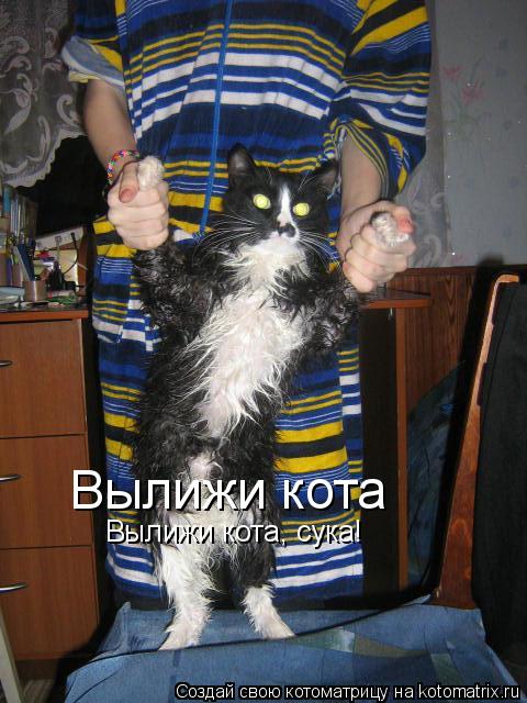 Вылижи кота, сука! Вылижи кота... Котоматрица: Вылижи кота, сука! Вылижи кота
