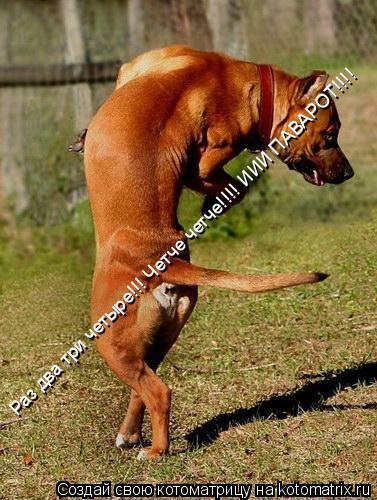 Раз два три четыре!!! Четче четче!!!! ИИИ ПАВАРОТ!!!!... Котоматрица: Раз два три четыре!!! Четче четче!!!! ИИИ ПАВАРОТ!!!!