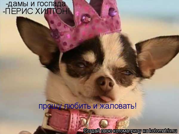 -дамы и госпада -ПЕРИС ХИЛТОН! прошу любить и жаловать!... Котоматрица: -дамы и госпада -ПЕРИС ХИЛТОН! прошу любить и жаловать!