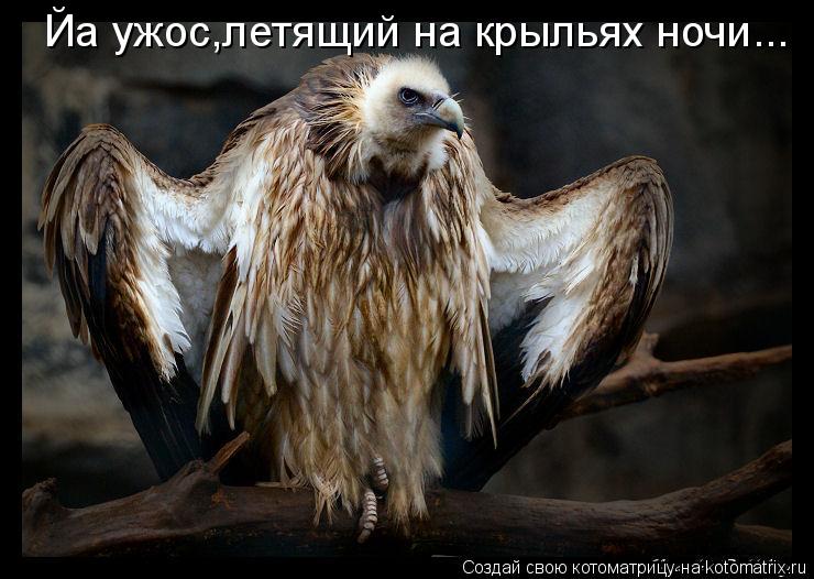 Йа ужос,летящий на крыльях ночи...... Котоматрица: Йа ужос,летящий на крыльях ночи...