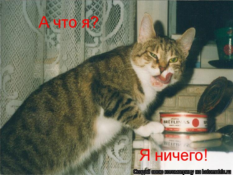 А что я? Я ничего!... Котоматрица: А что я? Я ничего!