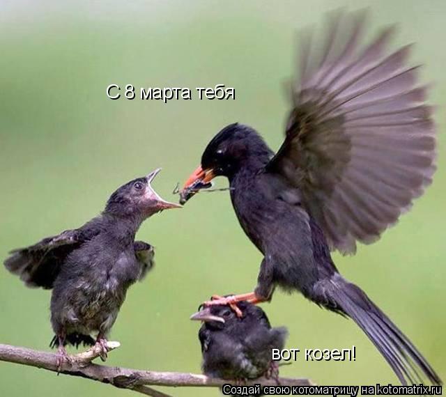 С 8 марта тебя вот козел!... Котоматрица: С 8 марта тебя вот козел!